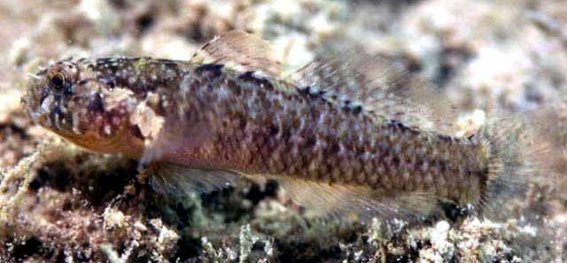 Millerigobius macrocephalus_13